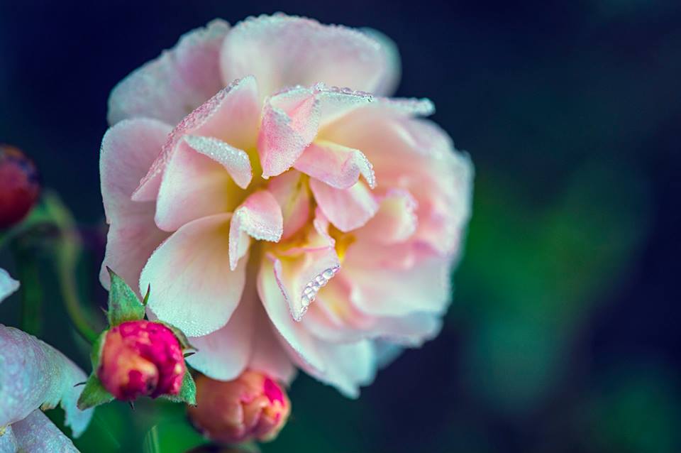 Amati, la mia nuova rubrica